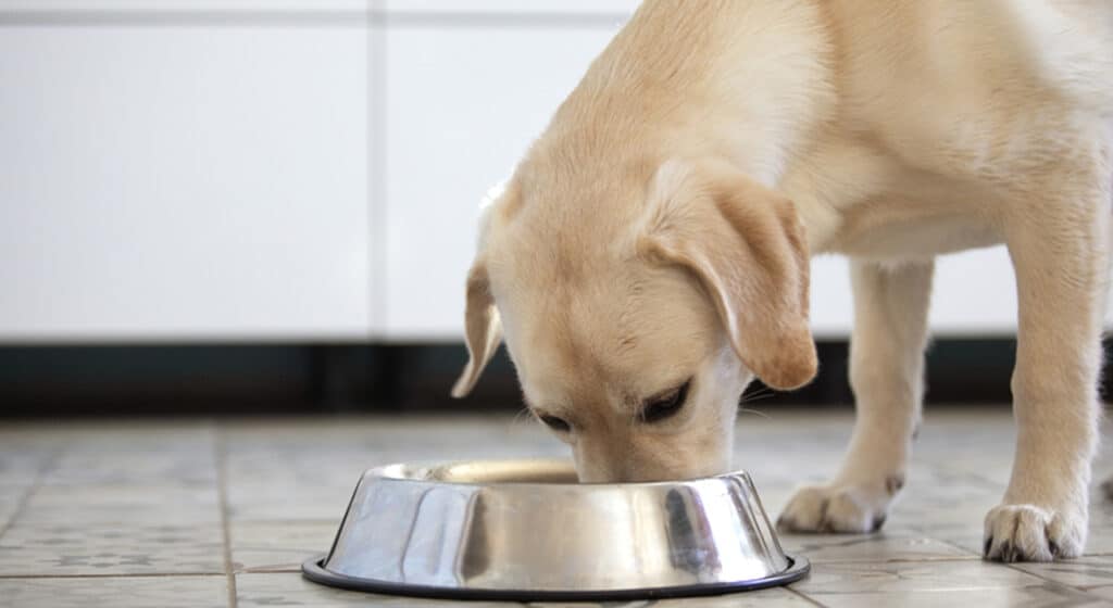 A Labrador Dog eating from a slow feeder dog bowl