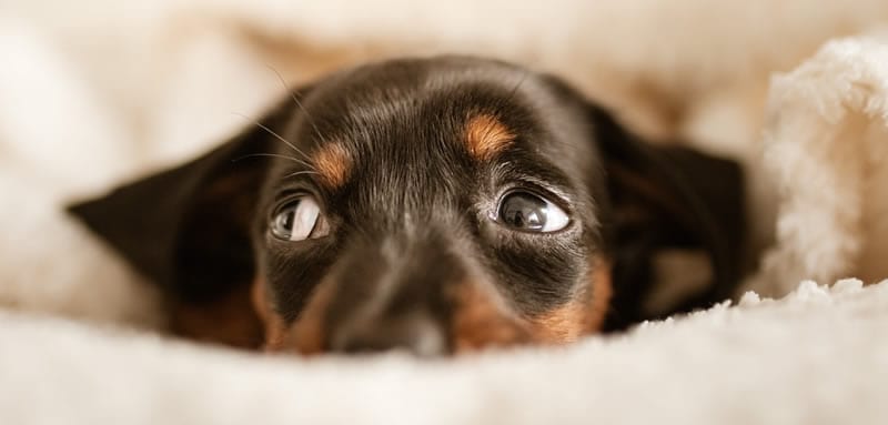 Photo of a Dachshund just showing his eyes looking worried