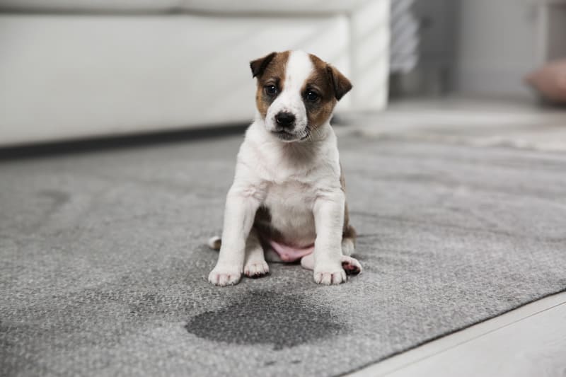Photo of a puppy sitting down beside a pee stain on the carpet