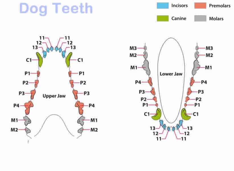 Dog Teeth