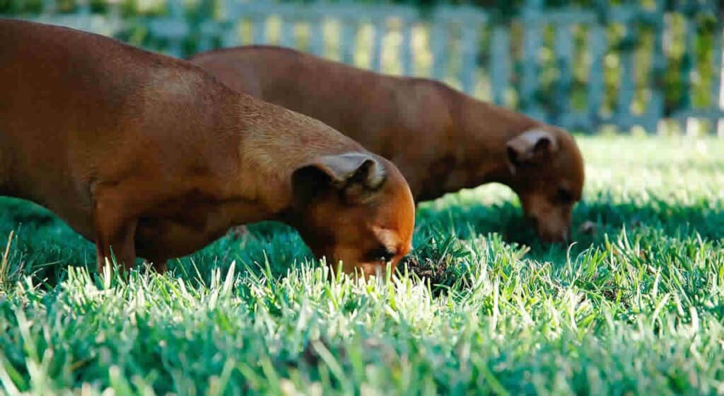 Puppies eating grass