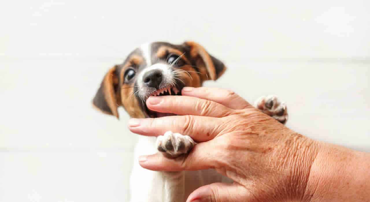 when-does-a-puppy-stop-biting