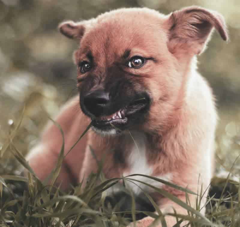 Puppies eating grass