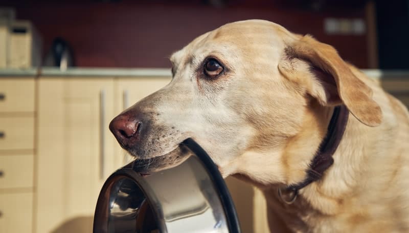 Photo of a Labrador Dog with an empty food bowl in its mouth 
