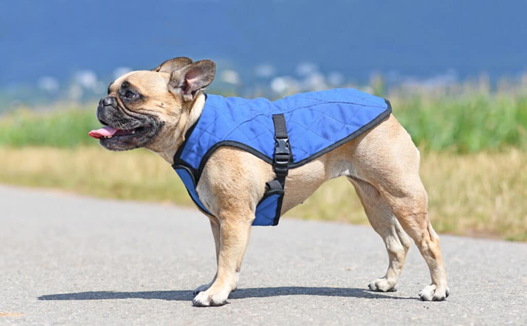 Photo of a Pug Dog standing wearing a dog cooling vest on a warm summer day with blue sky