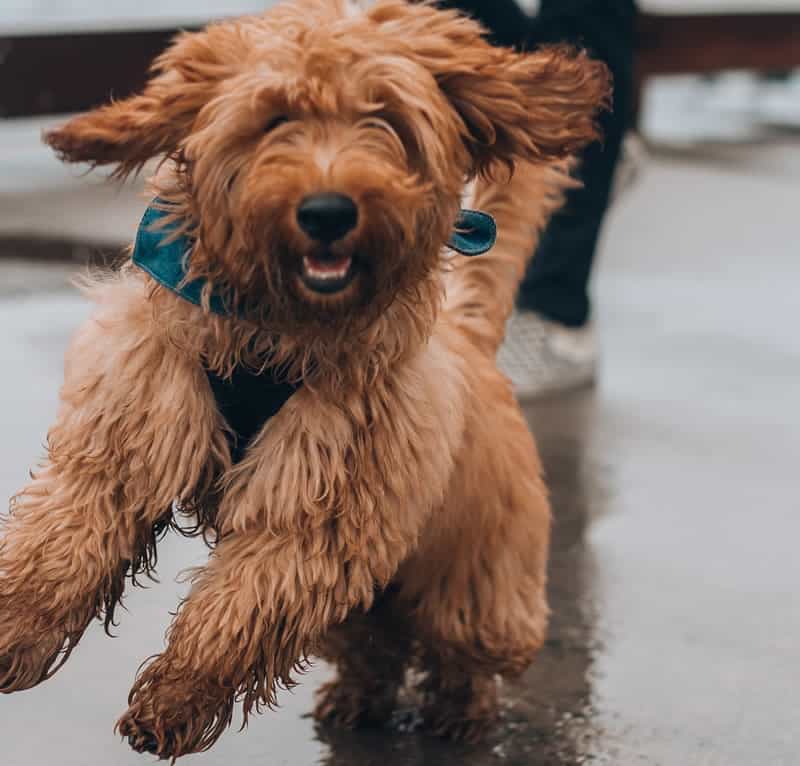 Photo of a Dog with mucky front paws pulling on a lead in the rain