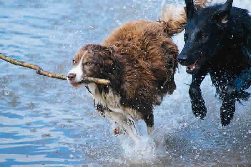 Why Do Dogs Carry Sticks?