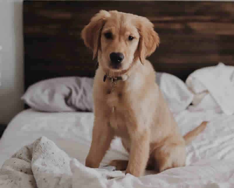 Should you allow a puppy to sleep on your bed?