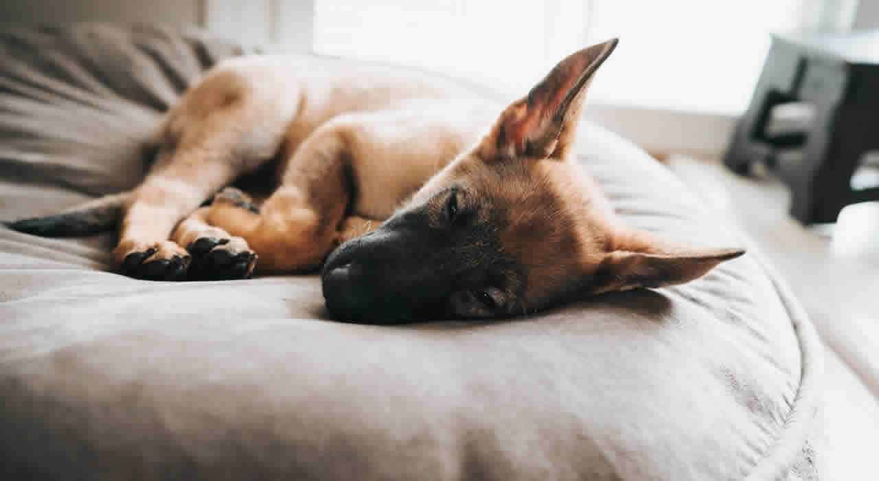 should-a-puppy-sleep-in-your-bed-pet-expressway-for-dogs