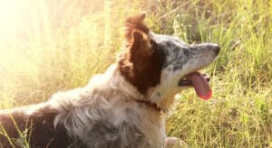 Border collie Australian shepherd dog canine pet lying in tall green grass field meadow panting with tongue out outside in the hot sun