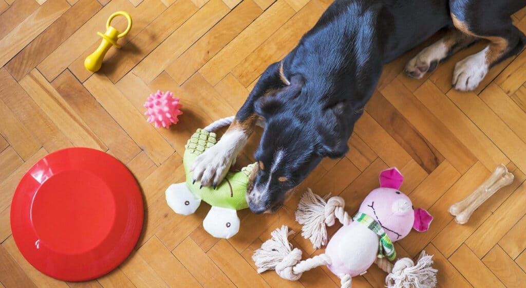Photo of Dog chewing a toy with other toys scattered around him