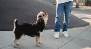 A small dog learning the stand command