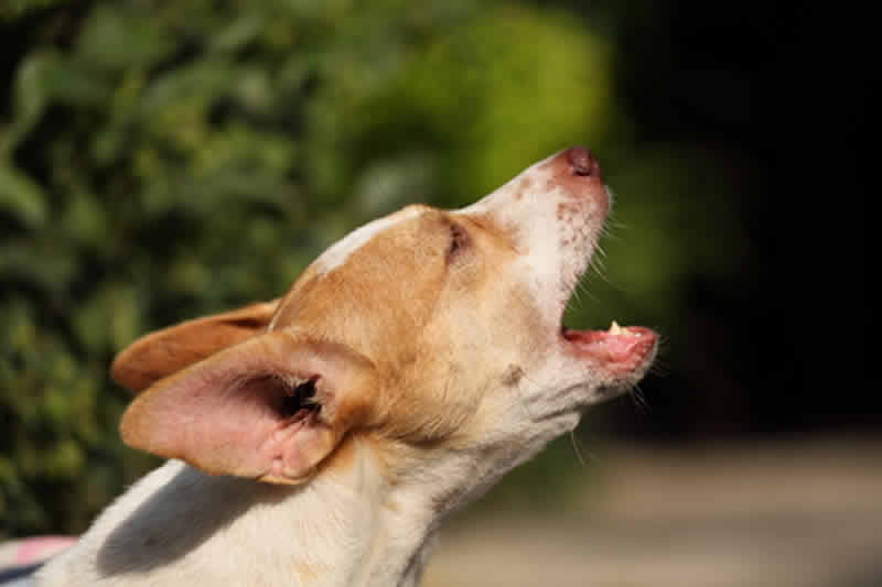 Dog Barking - Understand Dog Sounds