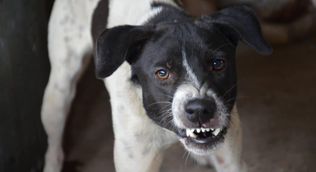 Photo of a Dog being aggressive by snarling with his front teeth showing
