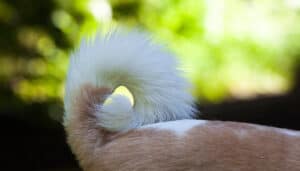 Photo of a dog's tail that is bushy and extends over the dog's back