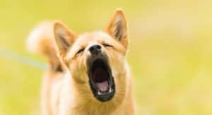 Photo of a Dog Barking directly to camera with his mouth wide open and eyes closed