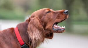 Photo of an Irish Setter Dog barking to illustrate different dog sounds