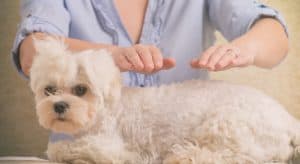 Small white dog with hands hovering above him performing Reiki