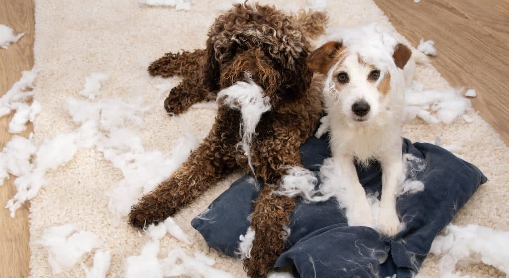 Photo of 2 dogs with Separation Anxiety issues after pulling apart a pillow
