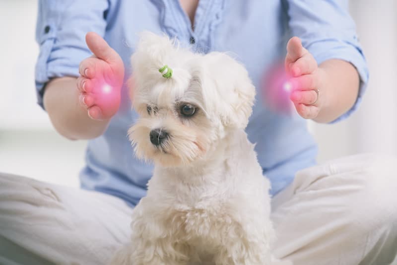 Reiki being performed on small white dog with "energy glowing" hands either side of the dog's head